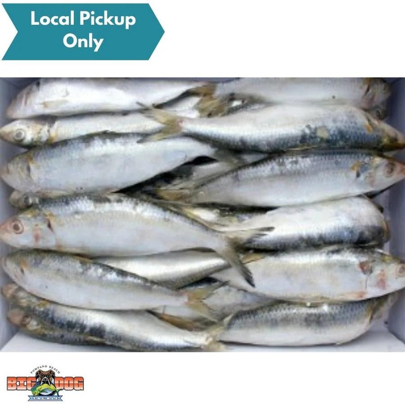 BIONIC BAIT FROZEN SARDINE FLAT 25LB