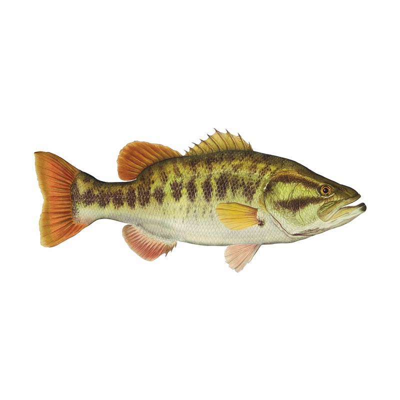 4″ Gamefish Boat & Truck Window Stickers Sockeye Salmon