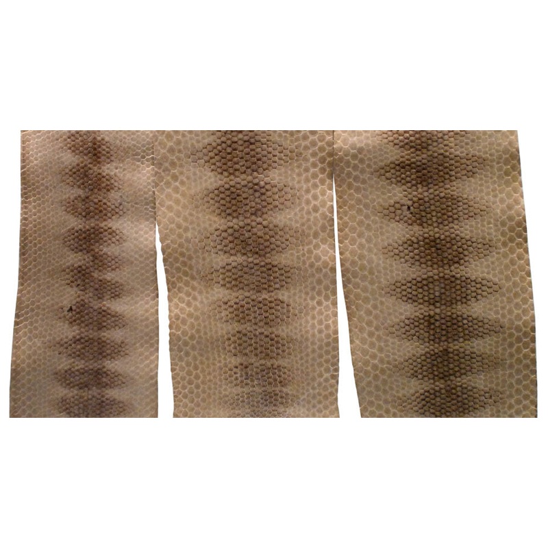 Sea Snake Skins