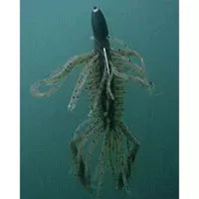 IMAKATSU HAIRY HAWG #14 Green Pumpkin Pepper 3″