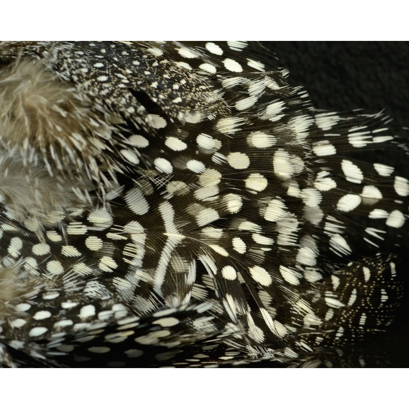 Fish Hunter Large Dot Guinea Natural White