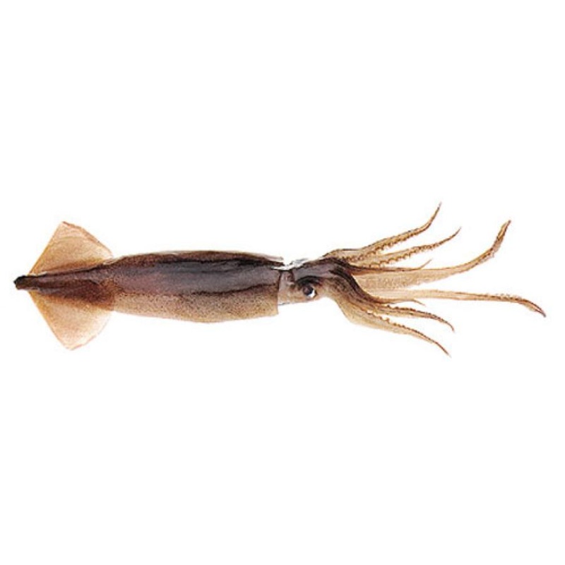 BAITMASTERS FROZEN UNRIGGED SWORD BAIT MEDIUM SQUID 1 PACK