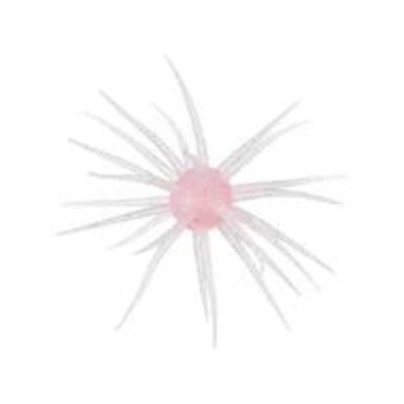 Hideup Coike Fullcast Creature Bait Watermelon seed