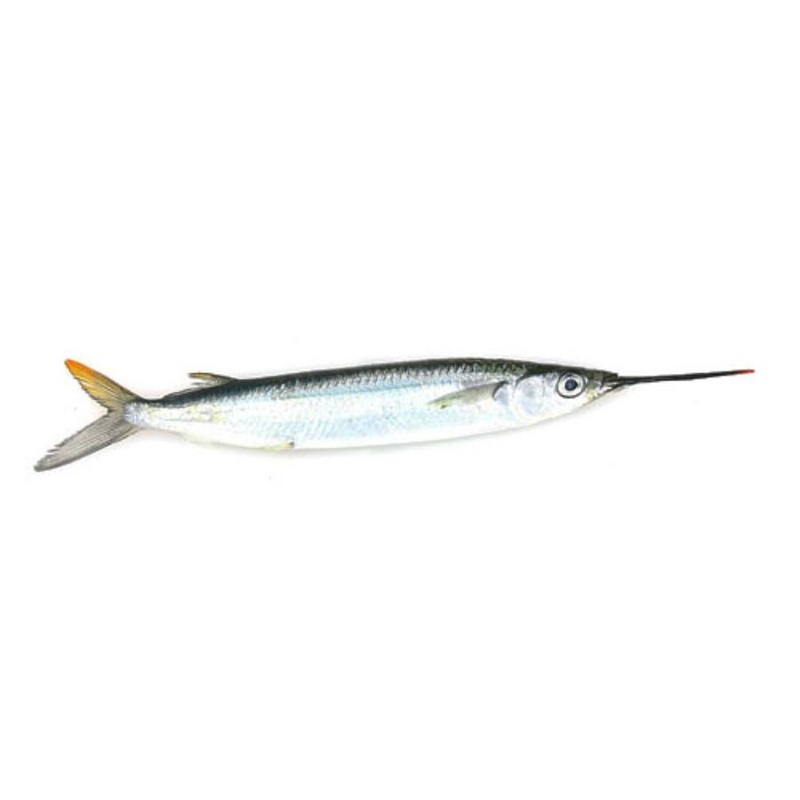 BAITMASTERS FROZEN UNRIGGED BALLYHOO SELECTS 5 PACK