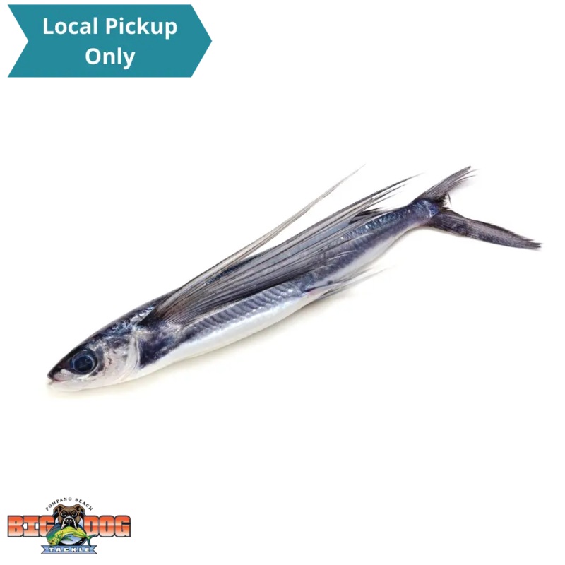 BIONIC BAIT FROZEN FLYING FISH 5LB