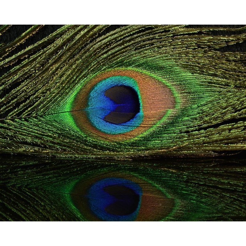 Hareline Peacock Eyed Sticks Black