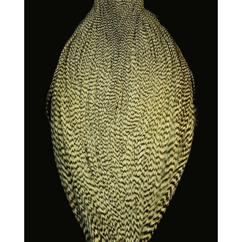 Root River Cape Barred Ginger Grade 2